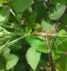 Бобовые — эффективность применения удобрений ЦЕОВИТ на культурах