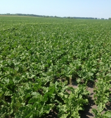 Фото с полей 2012