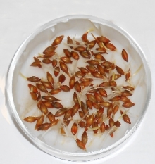 Лабораторные исследования комплекса удобрений ЦЕОВИТ