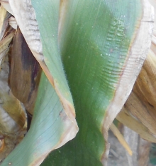 БОЛЕЗНИ КУЛЬТУР СВЯЗАННЫЕ С НЕДОСТАЧЕЙ ЭЛЕМЕНТОВ ПИТАНИЯ