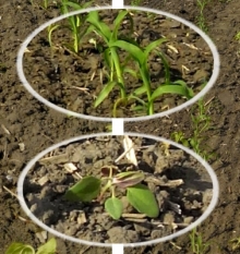 25/05/2017 Київська обл. Ставищенський р-н